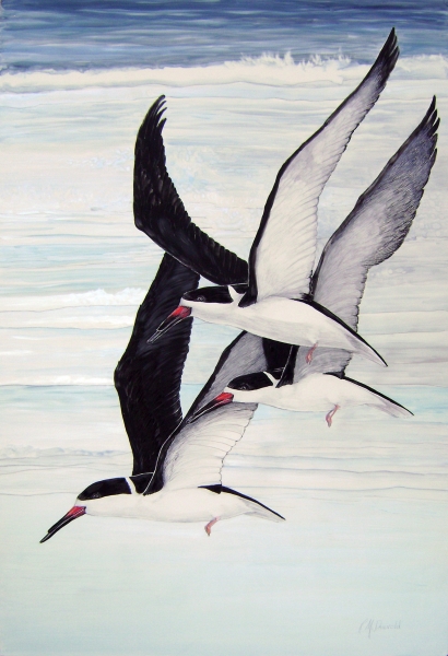 Three Skimmers by Rebecca McDannold