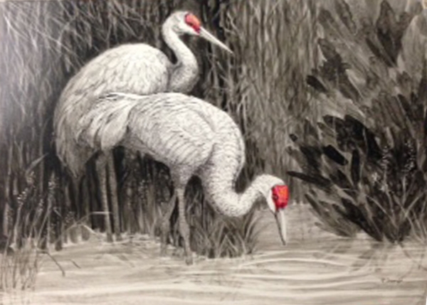 Sand Hill Cranes Feeding by Rebecca McDannold