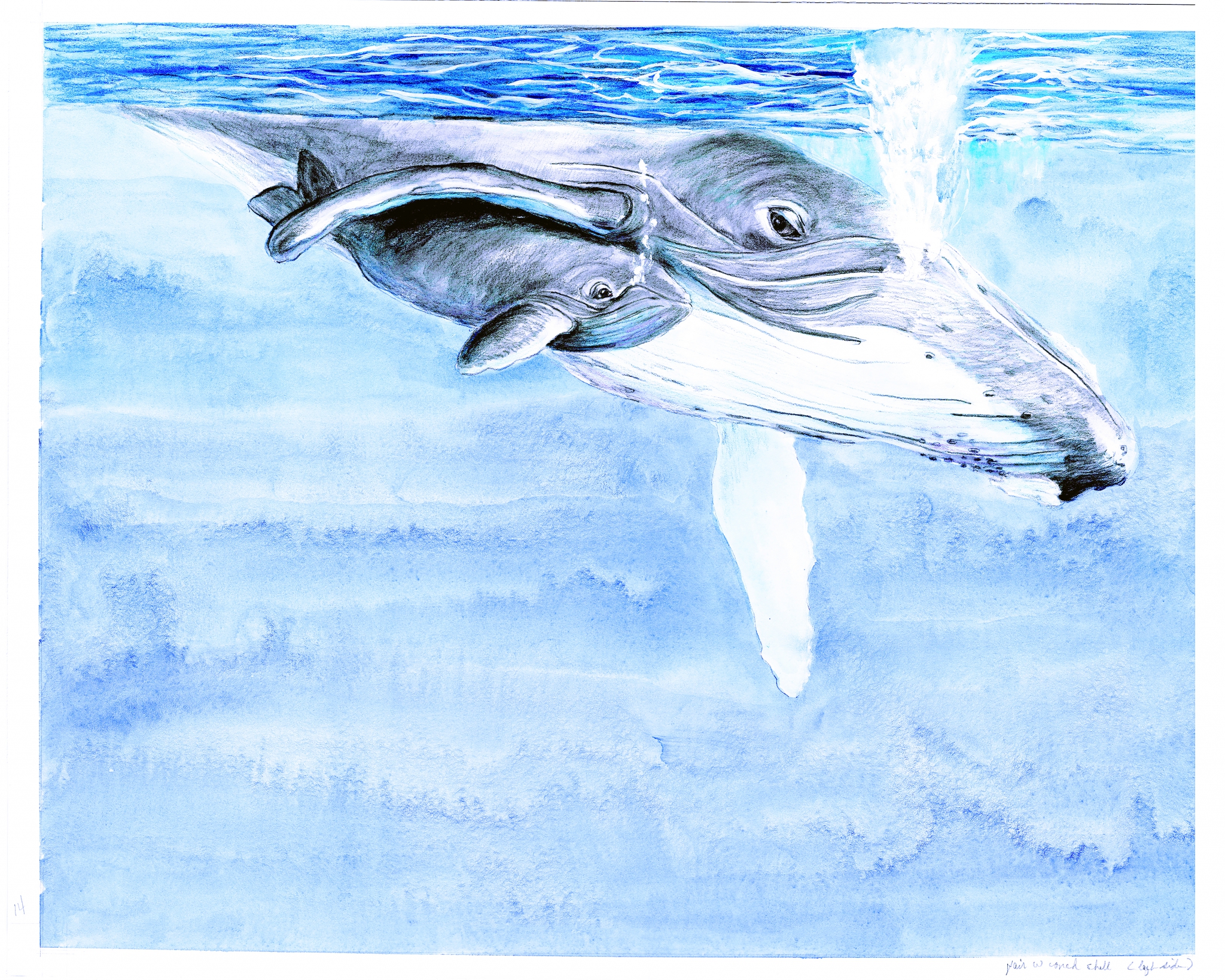 Whale Baby, TCW by Rebecca McDannold